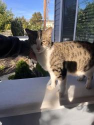 Found/Stray Female Cat last seen Downtown Hayward , Hayward, CA 94541