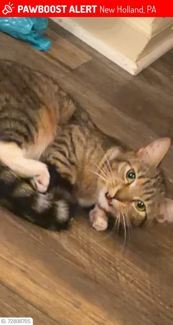 Lost Female Cat last seen Near , New Holland, PA 17557