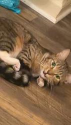 Lost Female Cat last seen Near , New Holland, PA 17557