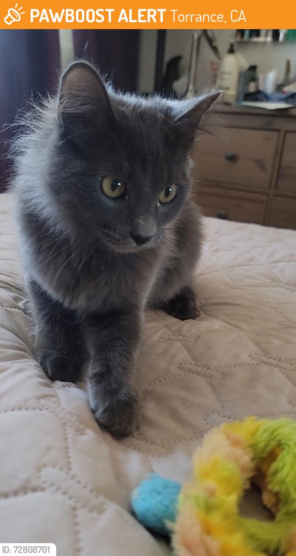 Found/Stray Male Cat last seen Anza ave and Maricopa Street , Torrance, CA 90503