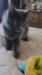 Found/Stray Male Cat last seen Anza ave and Maricopa Street , Torrance, CA 90503