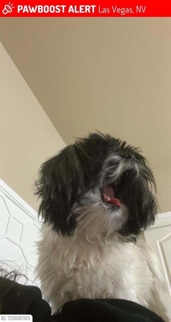 Lost Female Dog last seen Near Tivoli village inside apmts on Alta Dr, Las Vegas, NV 89145