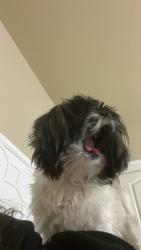 Lost Female Dog last seen Near Tivoli village inside apmts on Alta Dr, Las Vegas, NV 89145