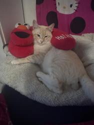 Lost Female Cat last seen Near South 144th Street tukwila wA, Tukwila, WA 98168