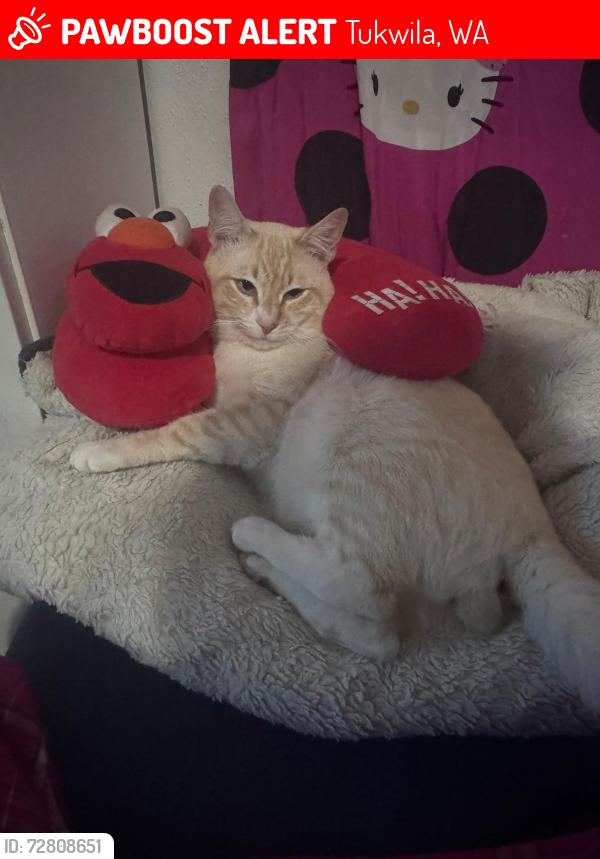 Lost Female Cat last seen Near South 144th Street tukwila wA, Tukwila, WA 98168