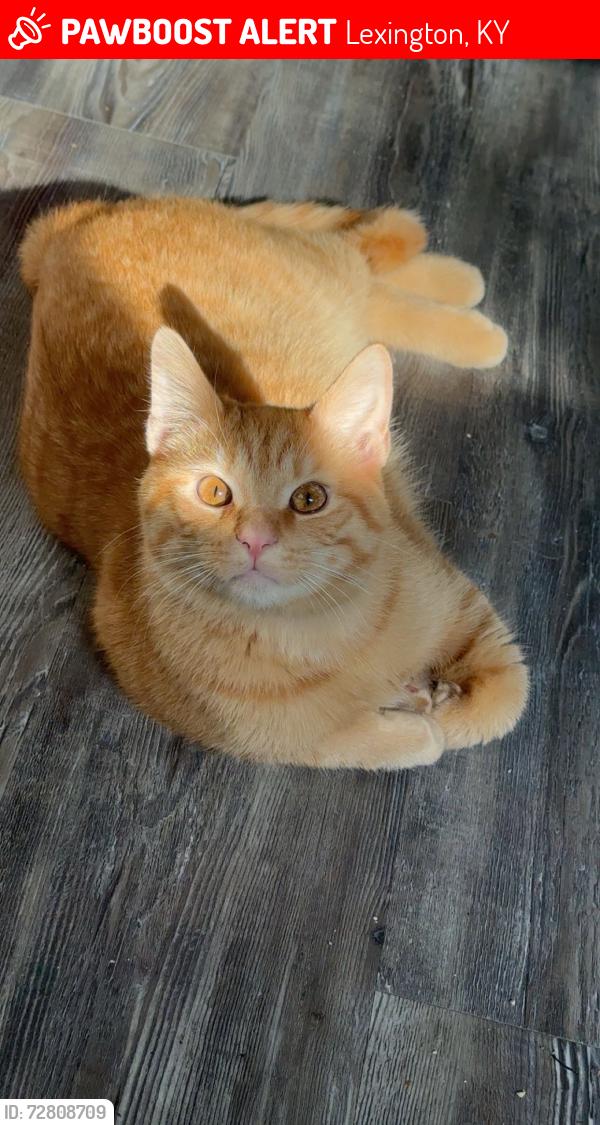 Lost Male Cat last seen Man o war road, by tates creak golf course in the hideaway apmts , Lexington, KY 40517