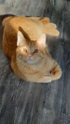 Lost Male Cat last seen Man o war road, by tates creak golf course in the hideaway apmts , Lexington, KY 40517