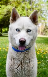 Shelter Stray Male Dog last seen Yakima, WA 98902, Yakima, WA 98901