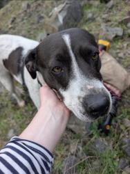 Lost Female Dog last seen Near the Costco in South San Francisco , South San Francisco, CA 94080