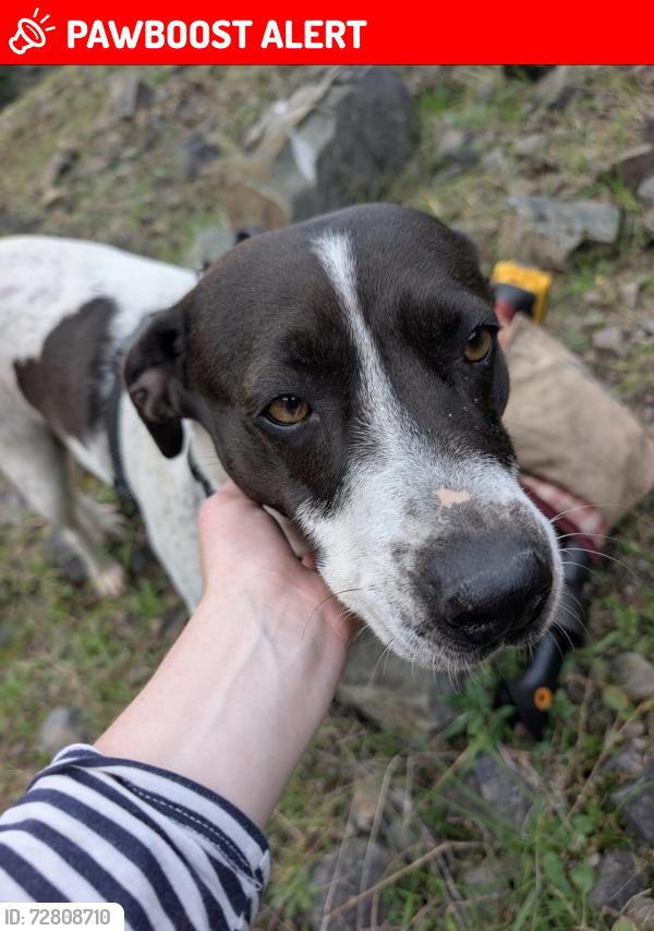 Lost Female Dog last seen Near the Costco in South San Francisco , South San Francisco, CA 94080