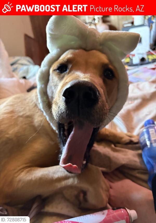 Lost Male Dog last seen W Desert Grass Ln & N Massingale Rd , Picture Rocks, AZ 85743