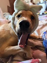 Lost Male Dog last seen W Desert Grass Ln & N Massingale Rd , Picture Rocks, AZ 85743