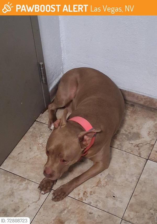 Found/Stray Unknown Dog last seen Shalimar Hotel, Las Vegas, NV 89104