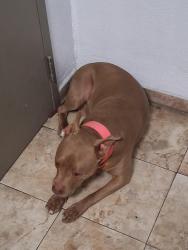 Found/Stray Unknown Dog last seen Shalimar Hotel, Las Vegas, NV 89104