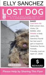 Lost Female Dog last seen Rain tree pal , Vista, CA 92084