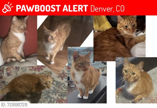 Lost Male Cat last seen 13th by cheeseman , Denver, CO 80218