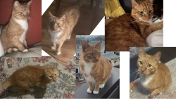 Lost Male Cat last seen 13th by cheeseman , Denver, CO 80218