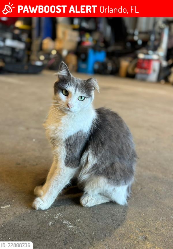 Lost Female Cat last seen Sidney Hayes Rd, Orlando, FL 32824, Orlando, FL 32824