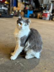Lost Female Cat last seen Sidney Hayes Rd, Orlando, FL 32824, Orlando, FL 32824