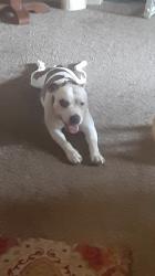 Lost Male Dog last seen Child st & Lyell ave, Rochester, NY 14606