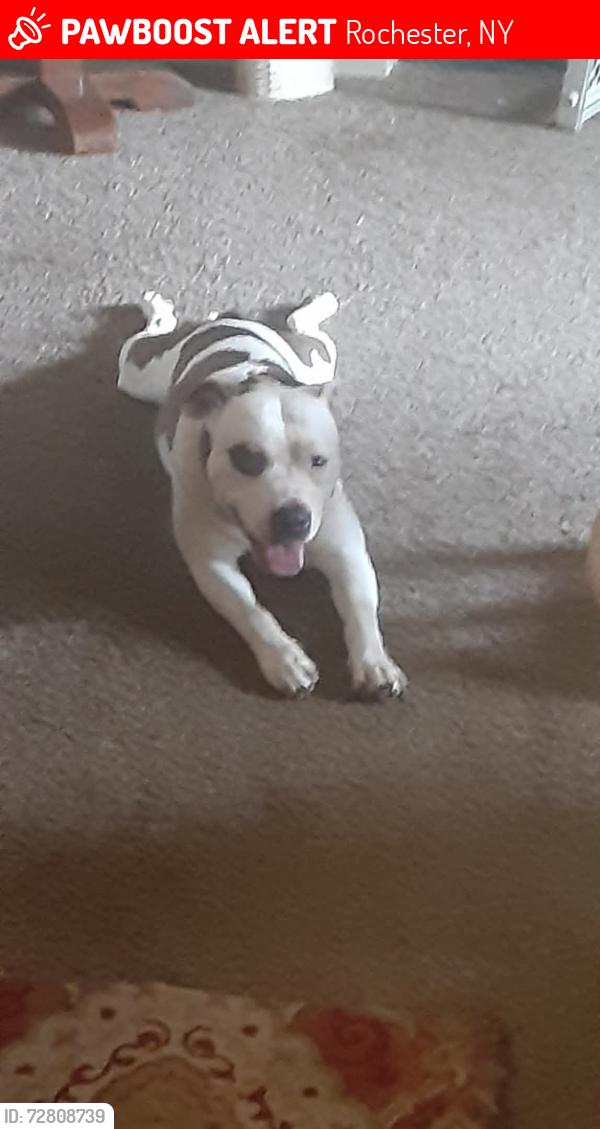 Lost Male Dog last seen Child st & Lyell ave, Rochester, NY 14606