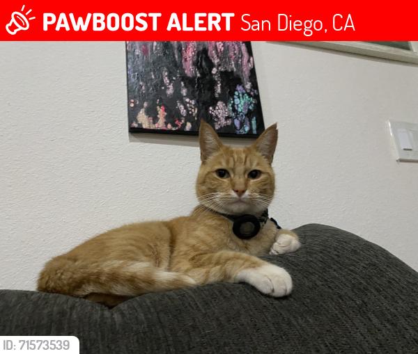 Lost Male Cat last seen Kelton Rd, San Diego, CA 92114