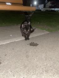 Found/Stray Unknown Cat last seen American legion , Nanticoke, PA 18634