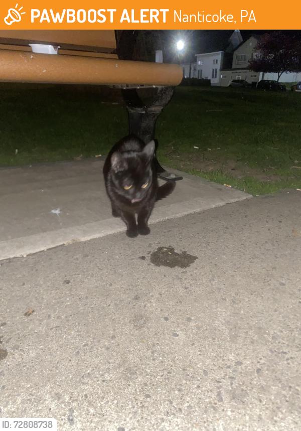 Found/Stray Unknown Cat last seen American legion , Nanticoke, PA 18634
