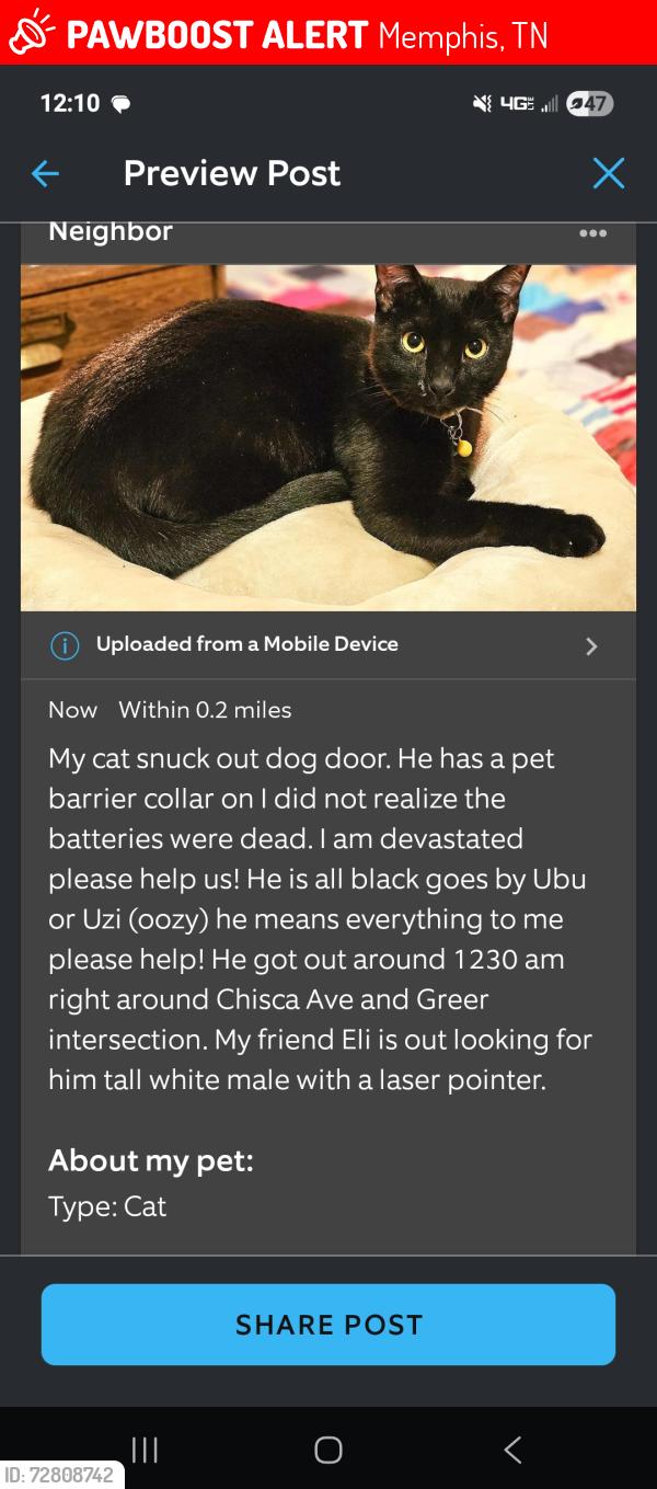Lost Male Cat last seen Chisca Ave and Greer, Memphis, TN 38111