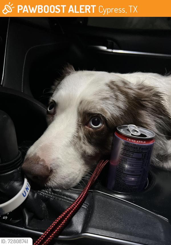 Found/Stray Unknown Dog last seen FM 529 & Westgreen , Cypress, TX 77449