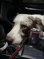 Found/Stray Unknown Dog last seen FM 529 & Westgreen , Cypress, TX 77449