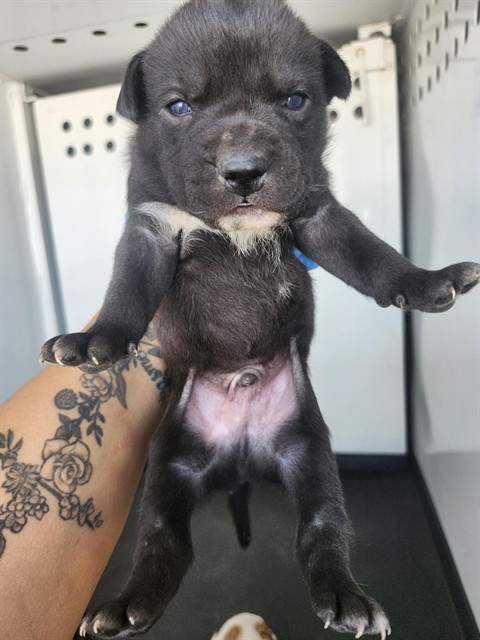 Shelter Stray Male Dog last seen Near BLK GOLDEN STATE FWY,BAAKERSFIELD,CA, Bakersfield, CA 93307