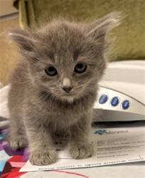 Shelter Stray Male Cat last seen Near BLOCK ESTRADA DR, JURUPA VALLEY CA 92509, Jurupa Valley, CA 92509