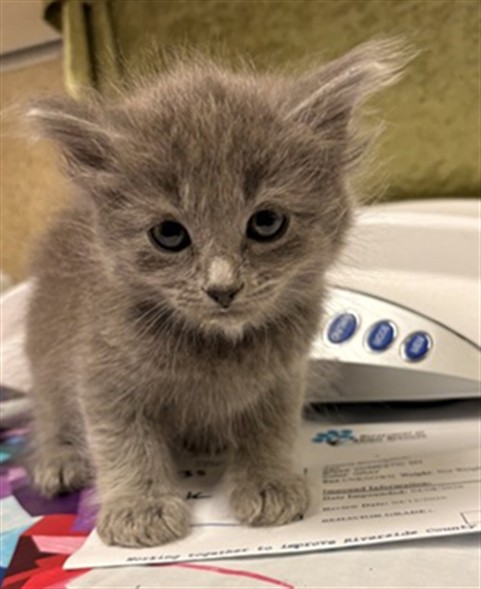 Shelter Stray Male Cat last seen Near BLOCK ESTRADA DR, JURUPA VALLEY CA 92509, Jurupa Valley, CA 92509