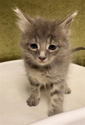 Shelter Stray Female Cat last seen Near BLOCK ESTRADA DR, JURUPA VALLEY CA 92509, Jurupa Valley, CA 92509