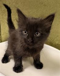 Shelter Stray Male Cat last seen Near BLOCK ESTRADA DR, JURUPA VALLEY CA 92509, Jurupa Valley, CA 92509