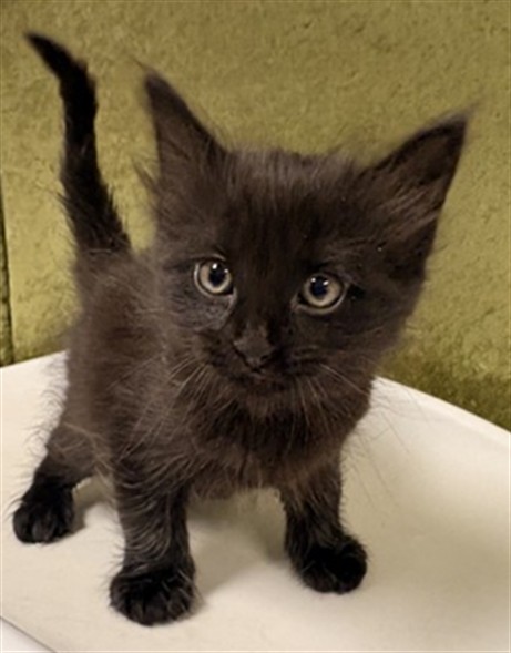 Shelter Stray Male Cat last seen Near BLOCK ESTRADA DR, JURUPA VALLEY CA 92509, Jurupa Valley, CA 92509