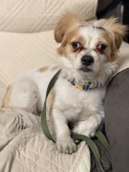 Found/Stray Male Dog last seen Mountain vista and Powell ave, Paradise, NV 89121