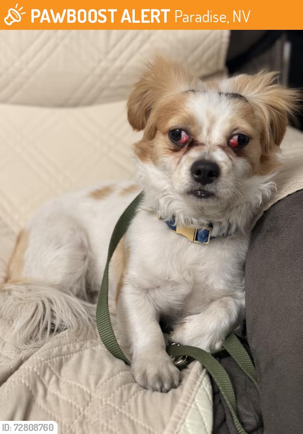 Found/Stray Male Dog last seen Mountain vista and Powell ave, Paradise, NV 89121