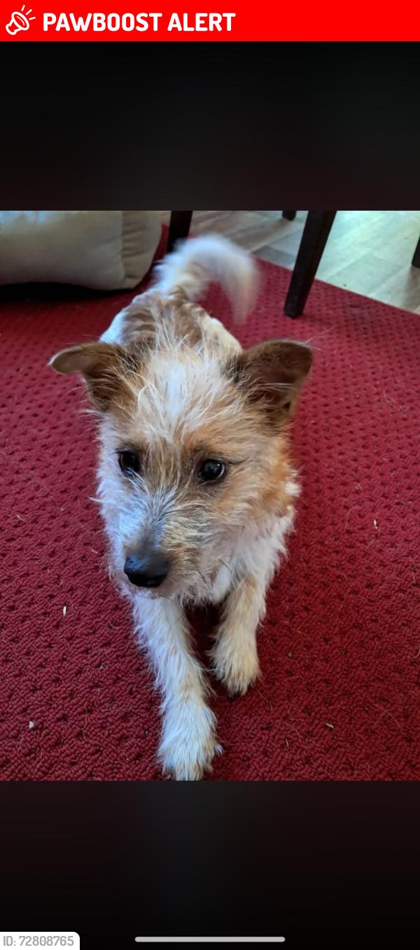 Lost Male Dog last seen Smithdow road l8 , Merseyside, England 