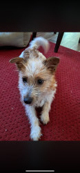 Lost Male Dog last seen Smithdow road l8 , Merseyside, England 