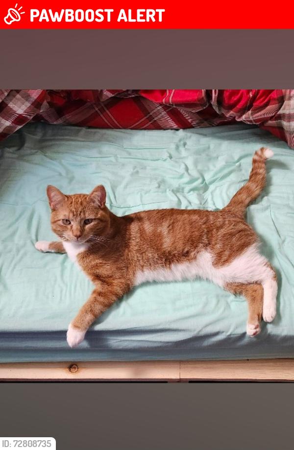 Lost Male Cat last seen Halls road by Antill Street, Stapleford, England NG9 7FT
