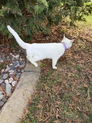 Found/Stray Female Cat last seen Veteran’s Park Hortonville , Hortonville, WI 54944