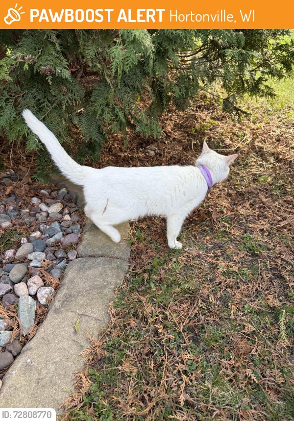 Found/Stray Female Cat last seen Veteran’s Park Hortonville , Hortonville, WI 54944