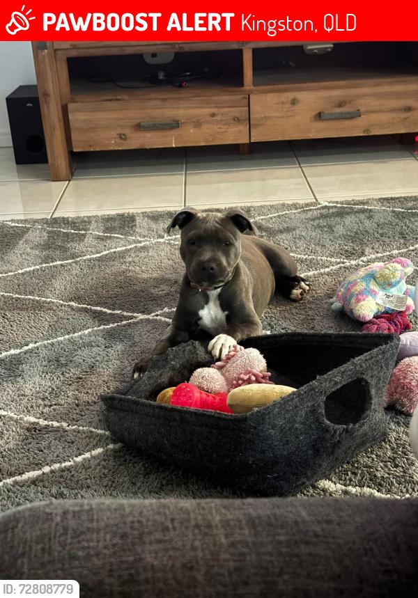 Lost Female Dog last seen Across from 7/11 Juers st, Kingston, QLD 4114