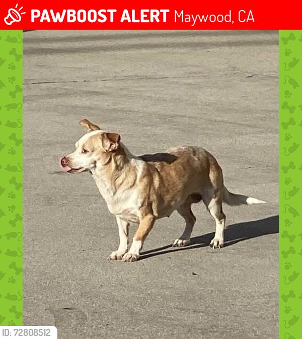 Lost Female Dog last seen Corona & 53rd st, Maywood, CA 90270