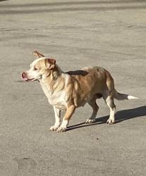 Lost Female Dog last seen Corona & 53rd st, Maywood, CA 90270