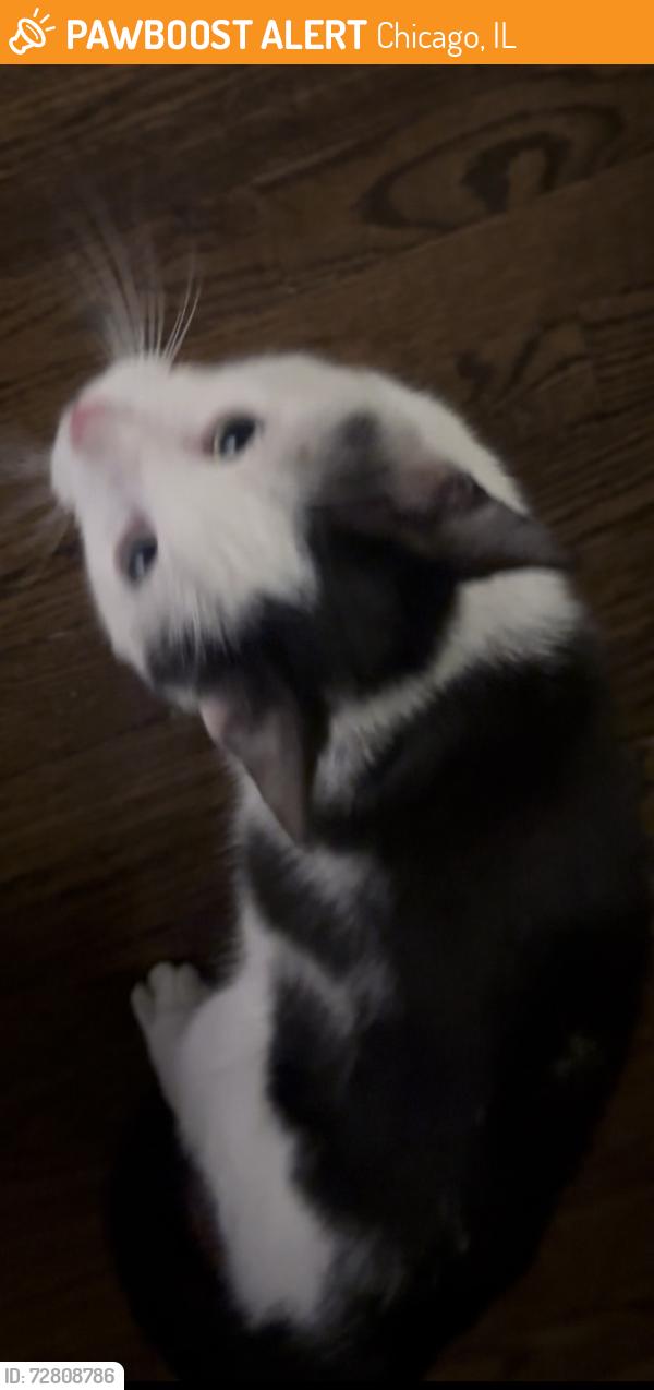 Found/Stray Female Cat last seen Near and western, Chicago, IL 60636