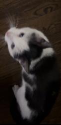 Found/Stray Female Cat last seen Near and western, Chicago, IL 60636