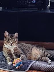Lost Male Cat last seen In Gandy s Complex , St. Petersburg, FL 33702